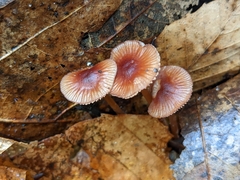 Mycena atkinsoniana