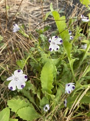 Nemophila