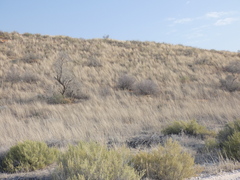 Stipagrostis amabilis