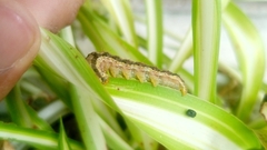Helicoverpa zea