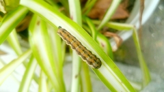 Helicoverpa zea