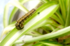 Helicoverpa zea