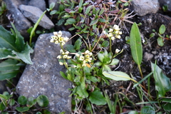 Draba ochroleuca