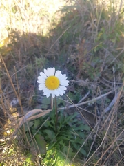 Leucanthemum vulgare