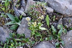 Draba ochroleuca