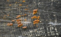 Phlebia radiata