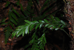 Tmesipteris obliqua