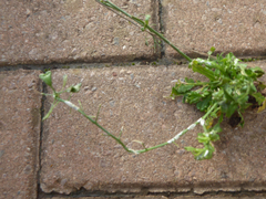Capsella bursa-pastoris
