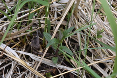 Scutellaria galericulata