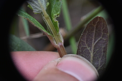 Scutellaria galericulata
