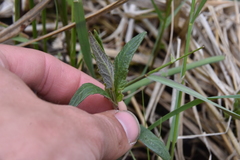 Scutellaria galericulata