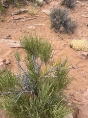 Ephedra