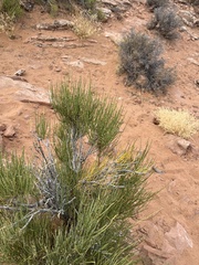Ephedra