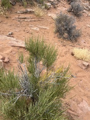Ephedra