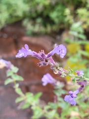Nepeta