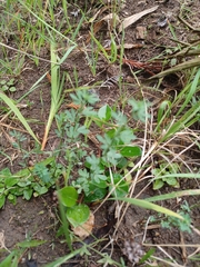 Acmispon parviflorus