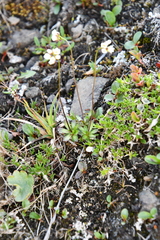 Draba ochroleuca