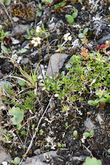Draba ochroleuca