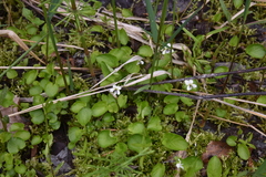 Viola renifolia