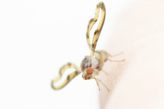 Toxonevra muliebris