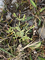 Centaurium pulchellum