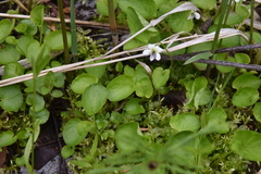 Viola renifolia