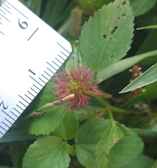 Acalypha