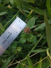 Acalypha