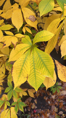 Aesculus parviflora