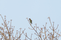 Poicephalus meyeri