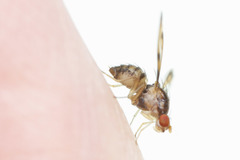 Toxonevra muliebris