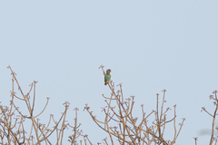 Poicephalus meyeri