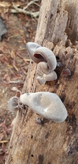 Auricularia auricula-judae