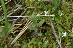 Scutellaria galericulata