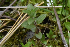 Scutellaria galericulata