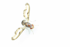 Toxonevra muliebris