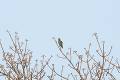 Poicephalus meyeri