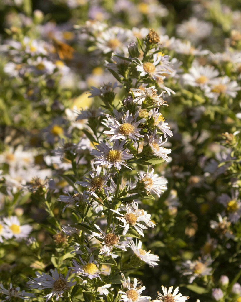 American asters from central texas college killeen tx 76549 usa on