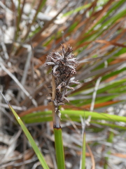 Cyperaceae