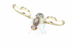 Toxonevra muliebris