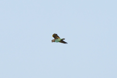 Poicephalus meyeri