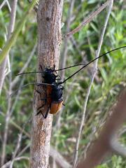 Tragidion coquus