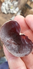 Auricularia auricula-judae