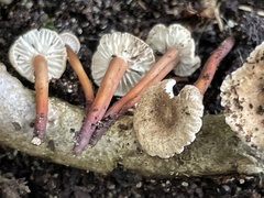 Mycetinis scorodonius