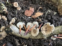 Mycetinis scorodonius