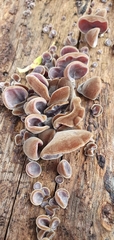 Auricularia auricula-judae