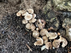 Mycetinis scorodonius