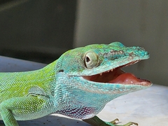 Anolis allisoni