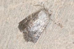 Protorthodes alfkenii