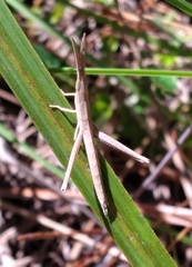 Achurum carinatum